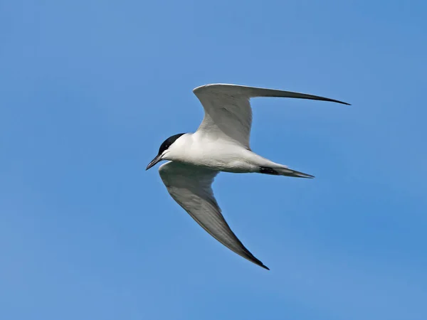 Gabbiano (Gelochelidon nilotica) ) — Foto Stock