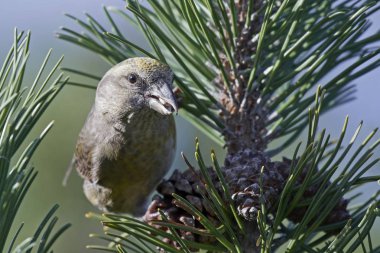 parrot crossbill (Loxia pytyopsittacus) clipart