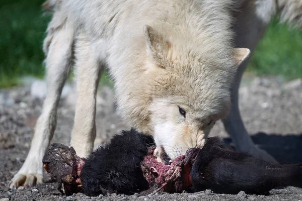 Lupo artico (Canis lupus arctos ) — Foto Stock