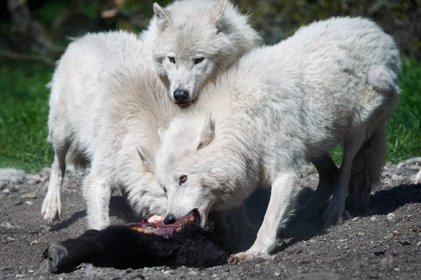 Arktický vlk (canis lupus arctos) — Stock fotografie