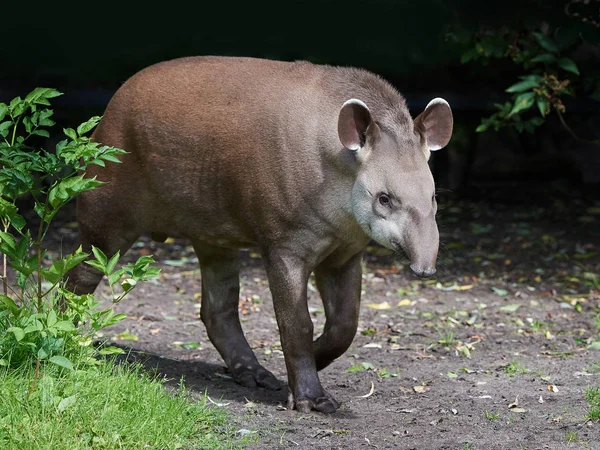 Sydamerikansk tapir (Tapirus terrestris)) — Stockfoto
