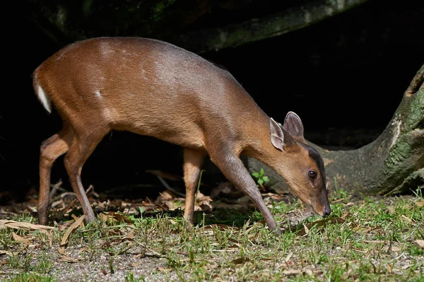 Reeves muntjac (Muntiacus reevesi) — Stock Photo, Image