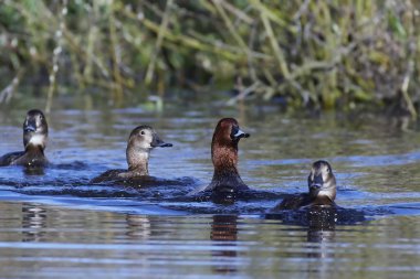 Ortak pakta (Aythya ferina)