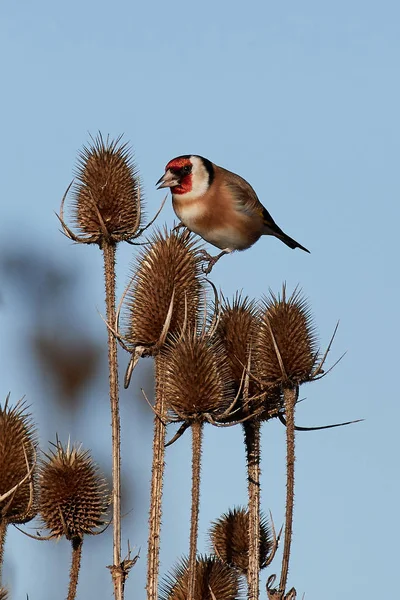 Stieglitz (Carduelis carduelis)) — Stockfoto