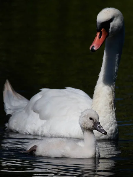 Mute swan (Cygnus olor) — Stock Photo, Image