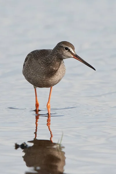 Fläckig svartsnäppa (Tringa erythropus) — Stockfoto