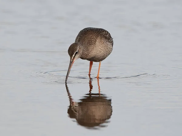 Плямистий редька (Tringa erythropus ) — стокове фото