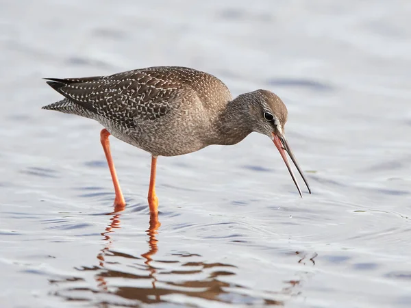 발견된 redshank (Tringa erythropus) — 스톡 사진