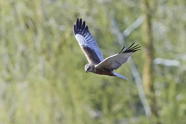 Batı marsh harrier (sirk aeruginosus) — Stok fotoğraf