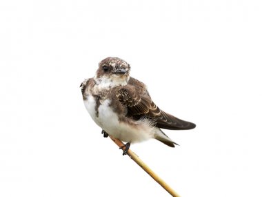 Kum Martin (Riparia riparia)