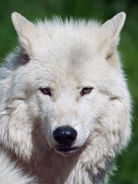 Closeup portrait of the Arctic Wolve with vegetation in the background