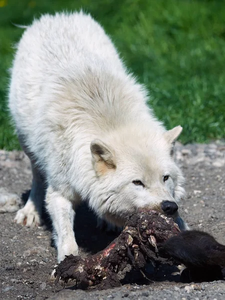 Arktischer Wolf (canis lupus arctos)) — Stockfoto