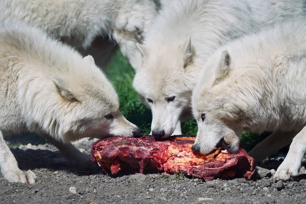 Lupo artico (Canis lupus arctos ) — Foto Stock