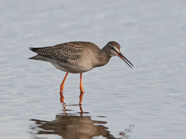 Fläckig svartsnäppa (Tringa erythropus) — Stockfoto