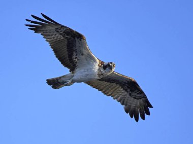 Sorguç (pandion haliaetus)