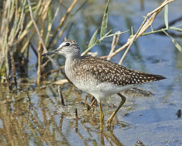 Wood sandpiper (Tringa glareola) — Stock Photo, Image