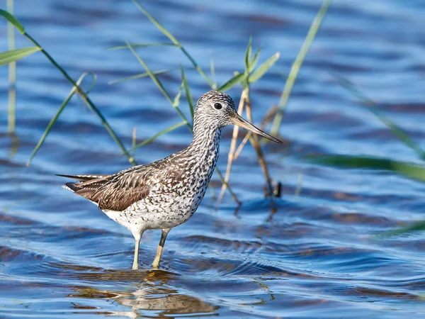 Genel yeşillik (Tringa nebularia) — Stok fotoğraf