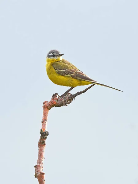 Queue d'aigle jaune occidentale (Motacilla flava ) — Photo