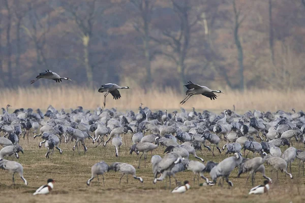 Grúa común (Grus grus ) — Foto de Stock