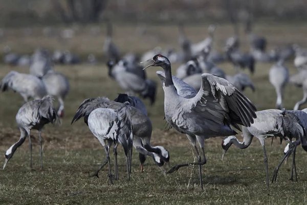 Grúa común (Grus grus ) — Foto de Stock