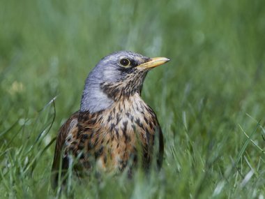 fieldfare (turdus pilaris)
