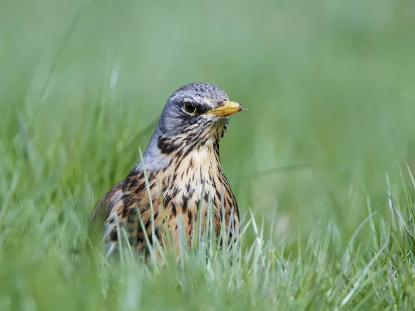 Kwiczoł (turdus pilaris) — Zdjęcie stockowe