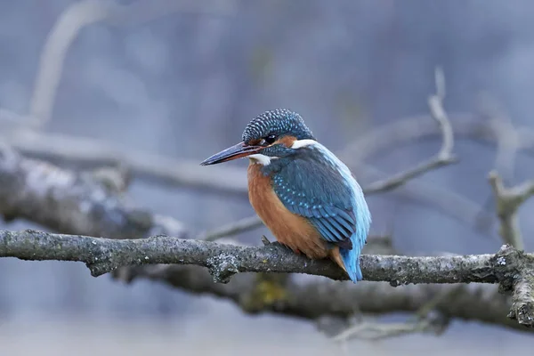 Gemensam kungsfiskare (Alcedo vid detta) — Stockfoto