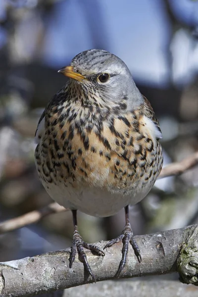 Drozd kvíčala (turdus pilaris) — Stock fotografie