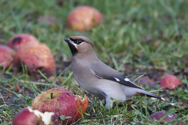 Bohemian waxwing (Bombycilla garrulus) — Stock Photo, Image