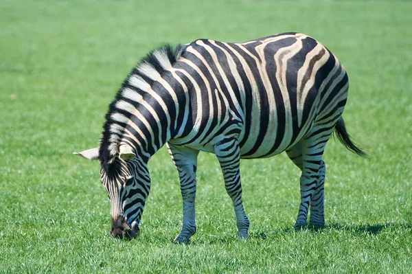 Zebra stepowa (equus burchelli chapmani) — Zdjęcie stockowe