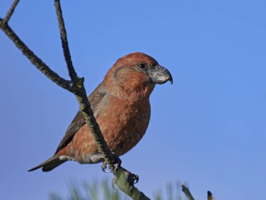 papağan çaprazgaga (Loxia pytyopsittacus)