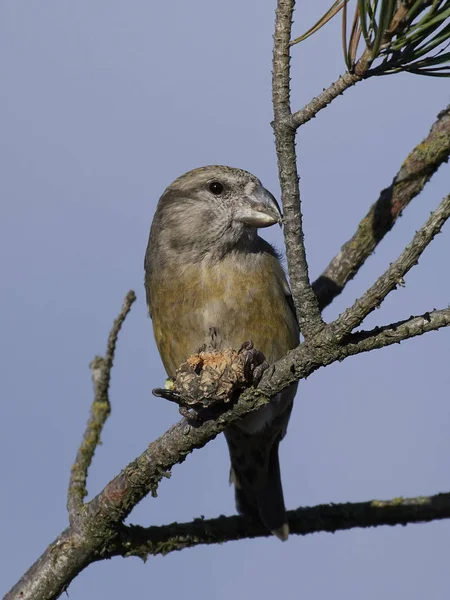 Parrot  crossbill (Loxia pytyopsittacus) — Stock Photo, Image