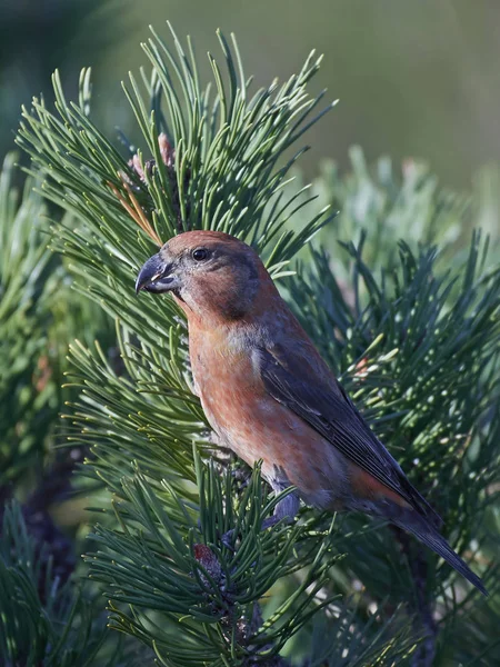 Parrot crossbill (Loxia pytyopsittacus) — Stock Photo, Image