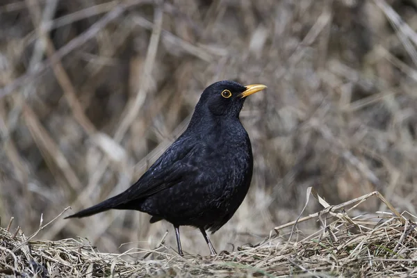 Mirlo común (Turdus merula) —  Fotos de Stock