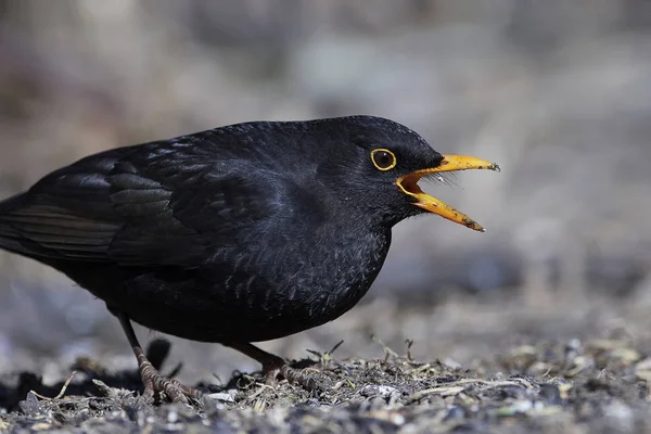 Kos obecný (Turdus merula) — Stock fotografie