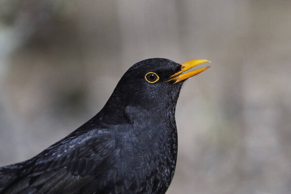 Common blackbird (Turdus merula)