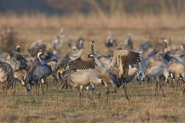 Grúa común (Grus grus ) — Foto de Stock