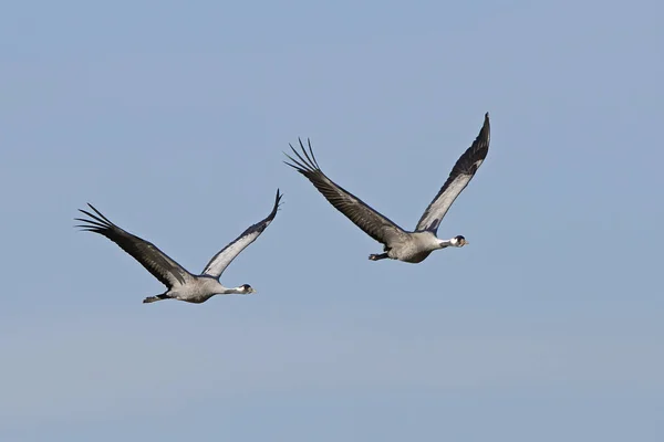 Grúa común (Grus grus ) — Foto de Stock