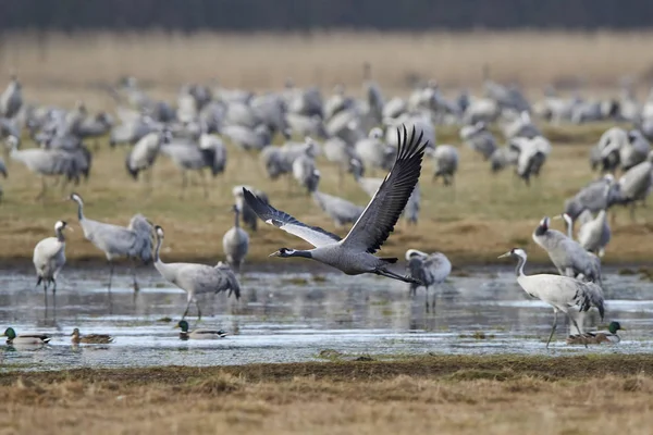 Grúa común (Grus grus ) — Foto de Stock