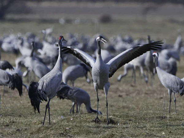 Grúa común (Grus grus ) — Foto de Stock