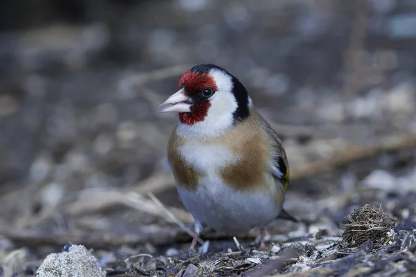 European goldfinch (Carduelis carduelis) — Stock Photo, Image
