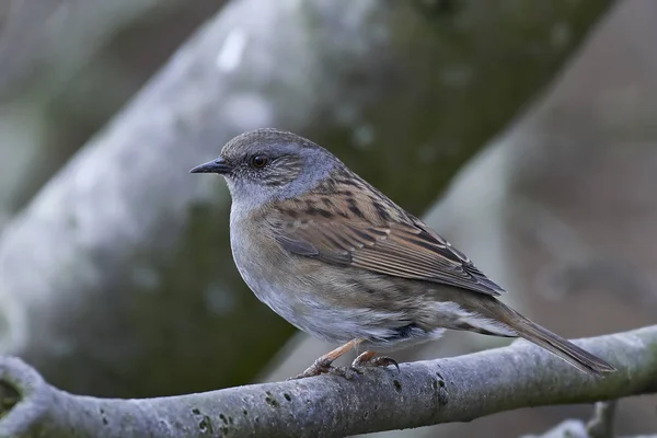 Pěvuška modrá (prunella modularis) — Stock fotografie