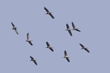 Bayağı turna (Grus Grus)