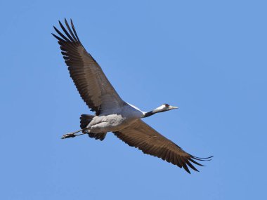 Bayağı turna (Grus Grus)