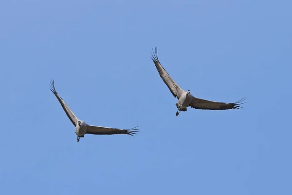 Grúa común (Grus grus ) — Foto de Stock