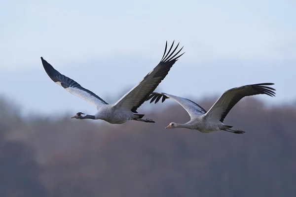 Közös daru (Grus Grus) — Stock Fotó