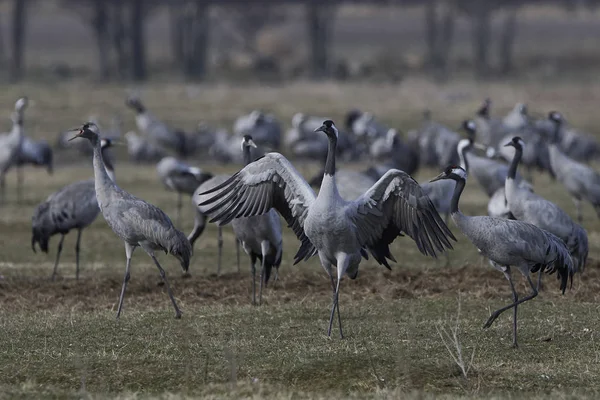 Grúa común (Grus grus ) — Foto de Stock