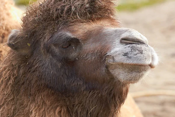 Camello bactriano (Camelus bactrianus ) — Foto de Stock