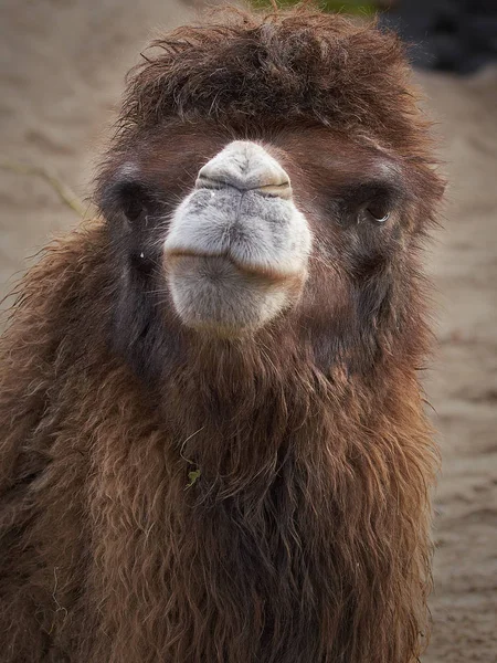 Bactrian camel (Camelus bactrianus) — Stock Photo, Image