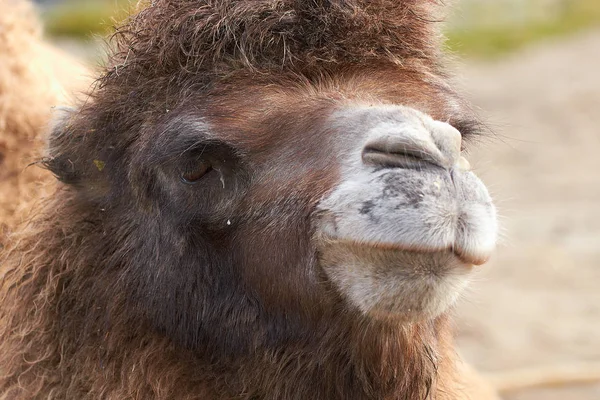 Camello bactriano (Camelus bactrianus ) — Foto de Stock